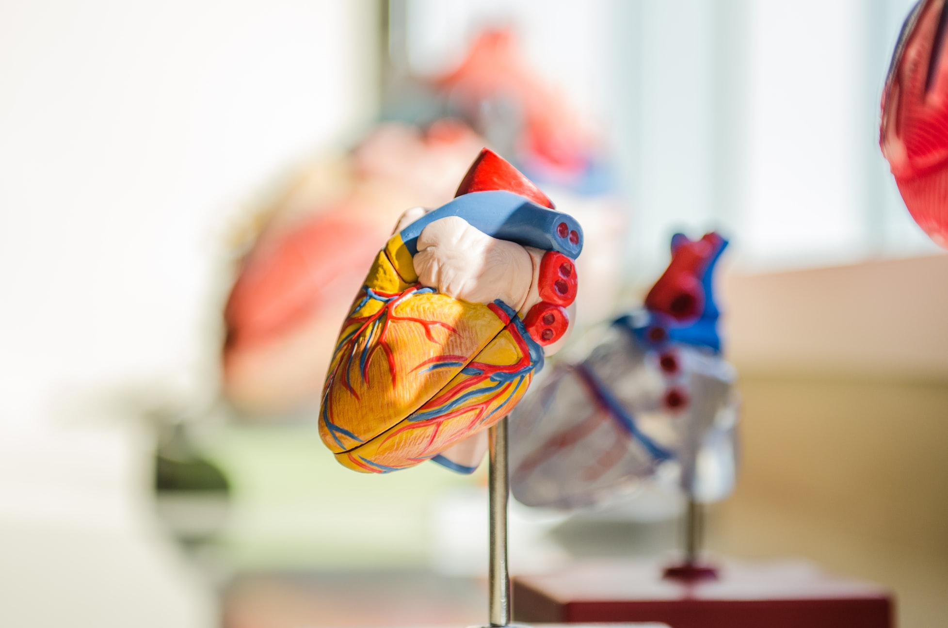 Das Foto zeigt ein Modell eines Herzens.
